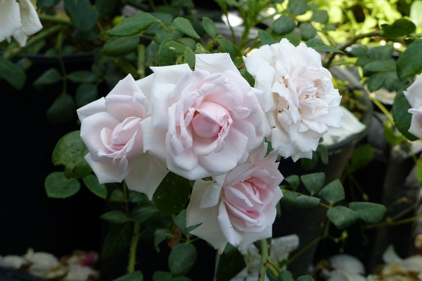 rosier grimpant à fleurs roses