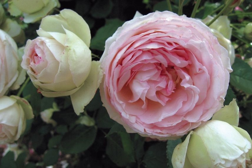 rosier grimpant à fleurs roses