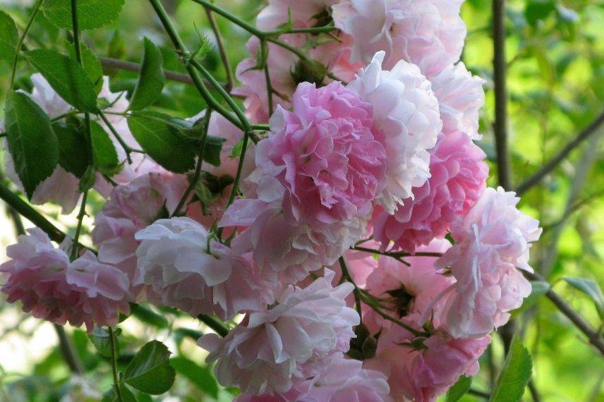 rosier grimpant à fleurs roses