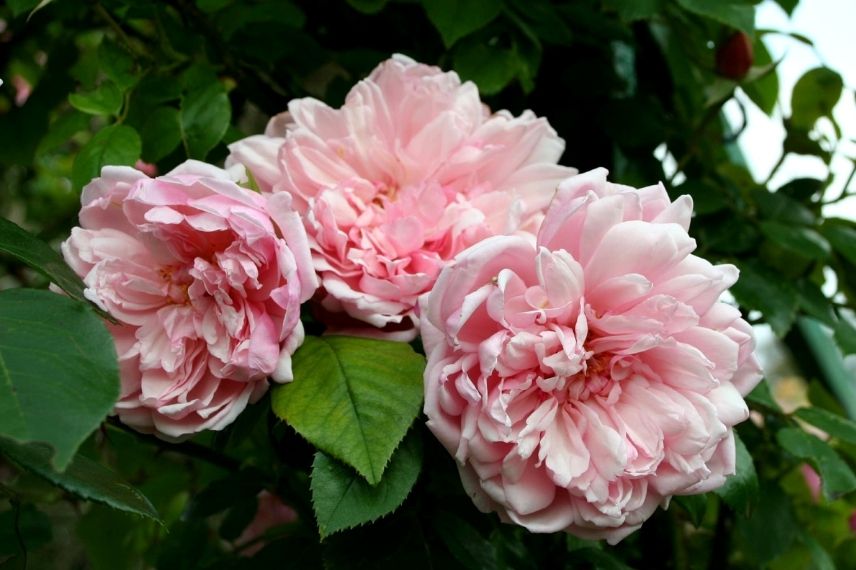 rosier liane à fleurs roses