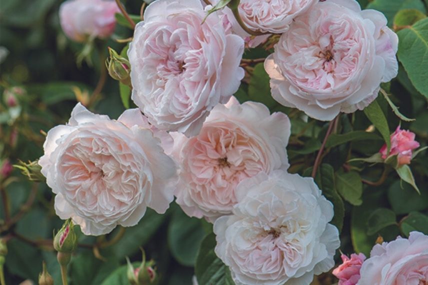 rosier liane à fleurs roses