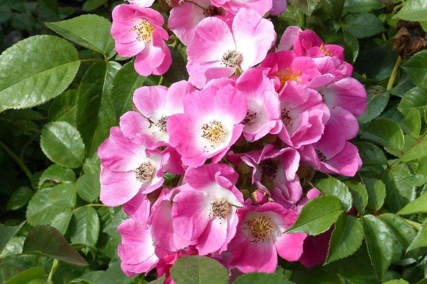 rosier liane à fleurs roses