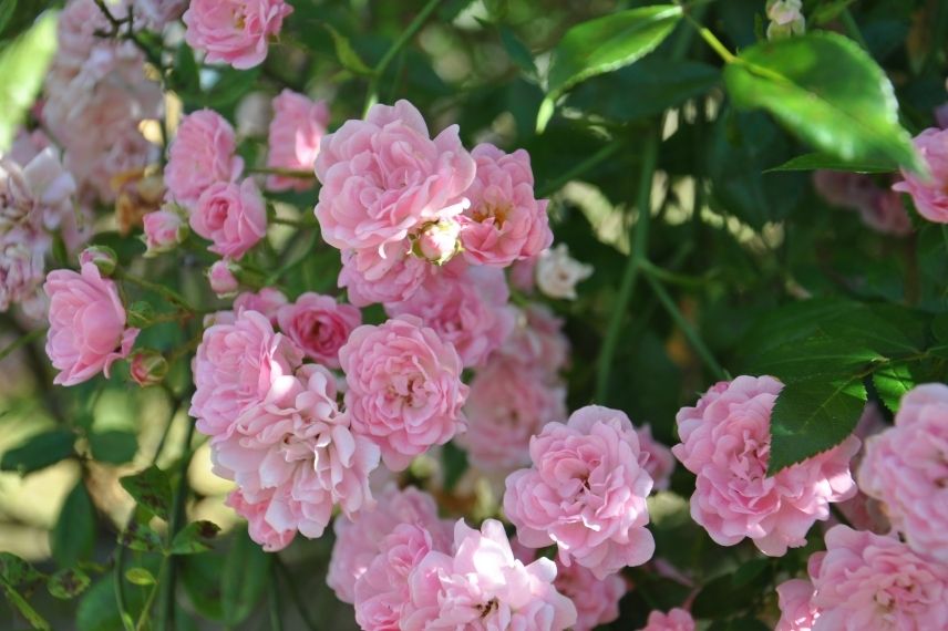 rosier liane à fleurs roses