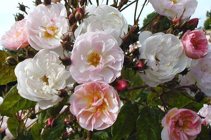 rosier liane à fleurs roses