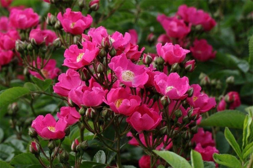 rosier liane à fleurs roses