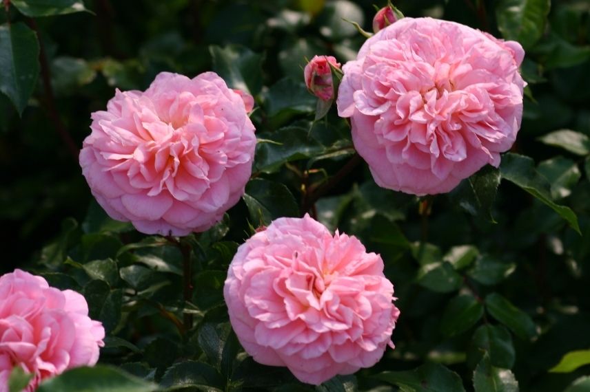 rosier liane à fleurs roses