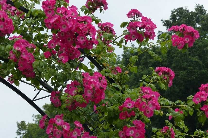 rosier liane à fleurs roses sur support