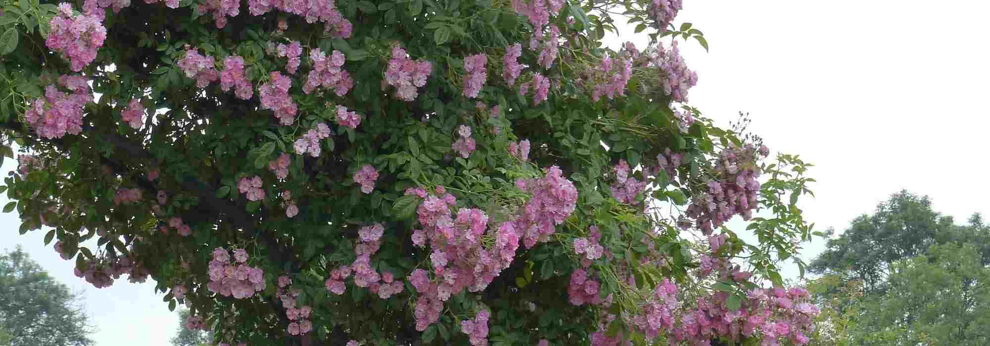 8 rosiers lianes à fleurs roses