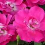 8 rosiers nains à fleurs roses