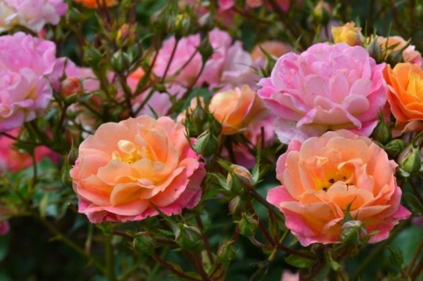 rosier miniature delbard à fleurs multicolores, petit rosier rose