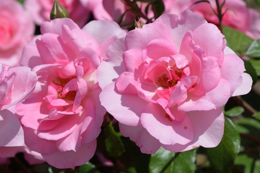 rosier miniature très florifère à fleurs roses, petit rosier rose