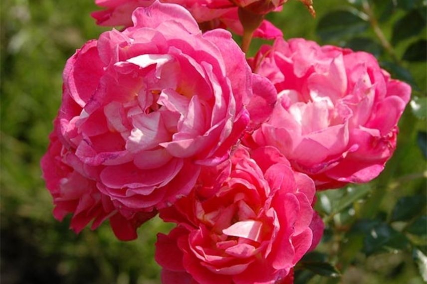 rosier miniature à fleurs vives roses, petit rosier rose