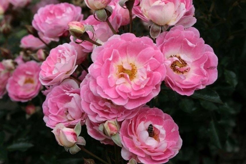 rosier miniature à fleurs roses pour pot, petit rosier rose