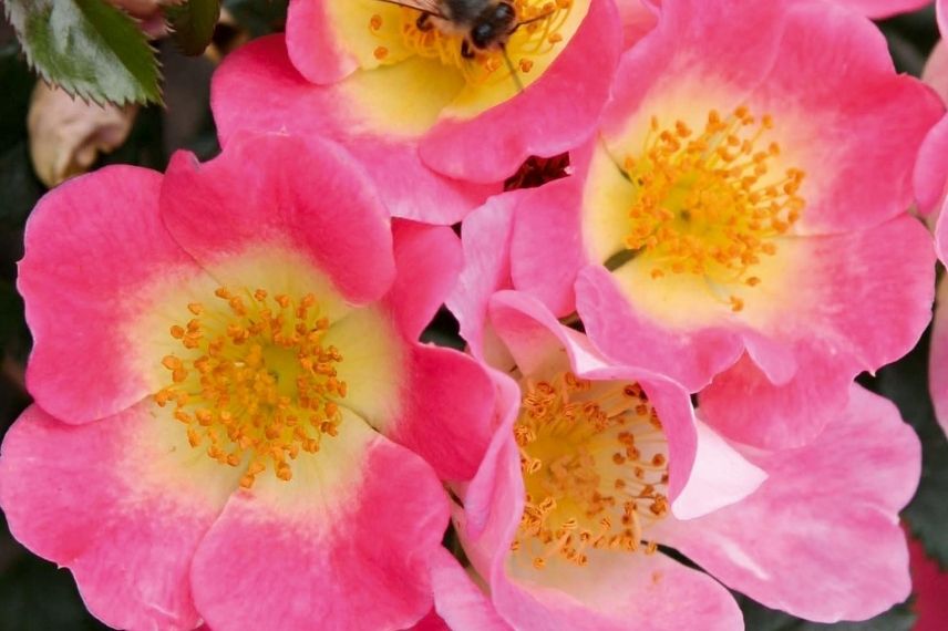 rosier miniature à fleurs roses et coeur jaune, petit rosier rose