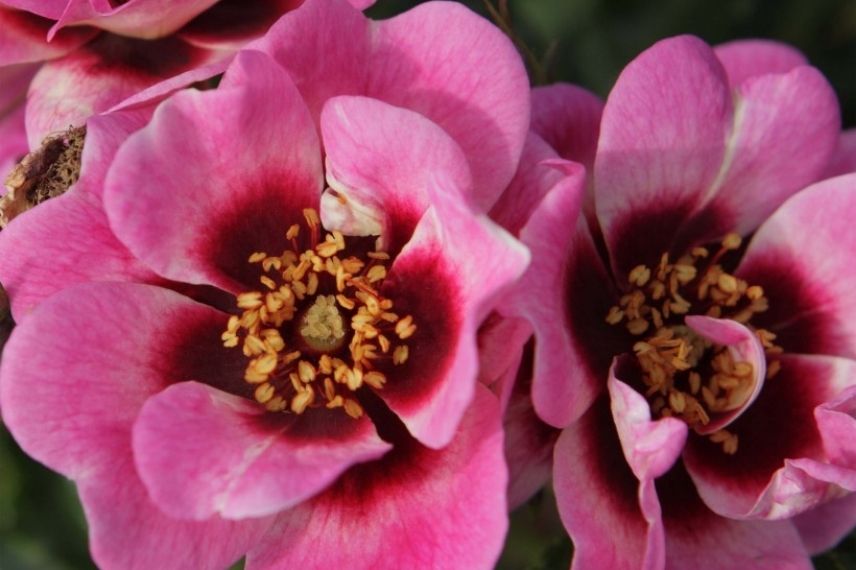 rosier miniature à fleurs d'églantine roses, petit rosier rose
