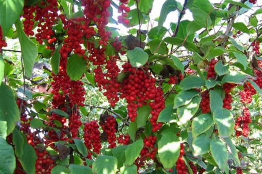 schisandra