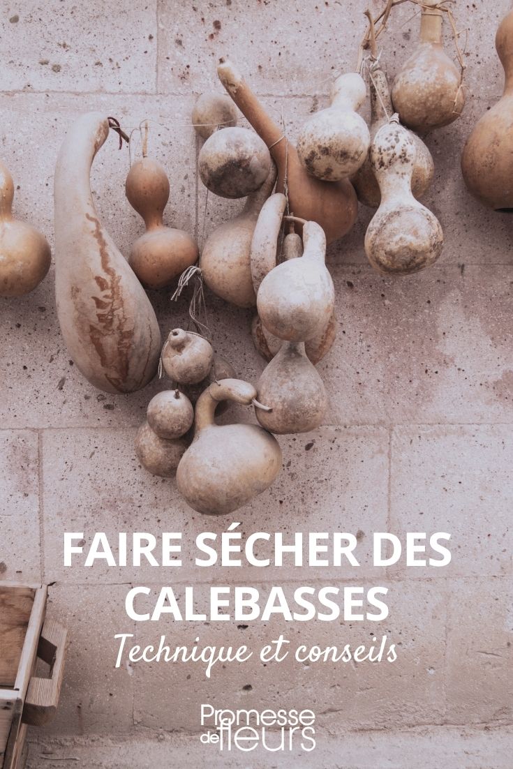 Calebasse, une belle gourde : plantation, culture, entretien