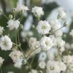 Comment multiplier le gypsophile ?