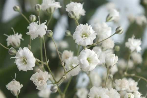 Comment multiplier le gypsophile ?