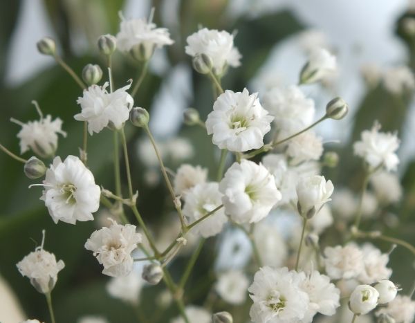 Comment multiplier le gypsophile ?