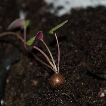 Comment semer des cyclamens ?