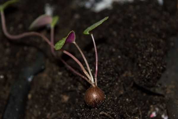 Comment semer des cyclamens ?