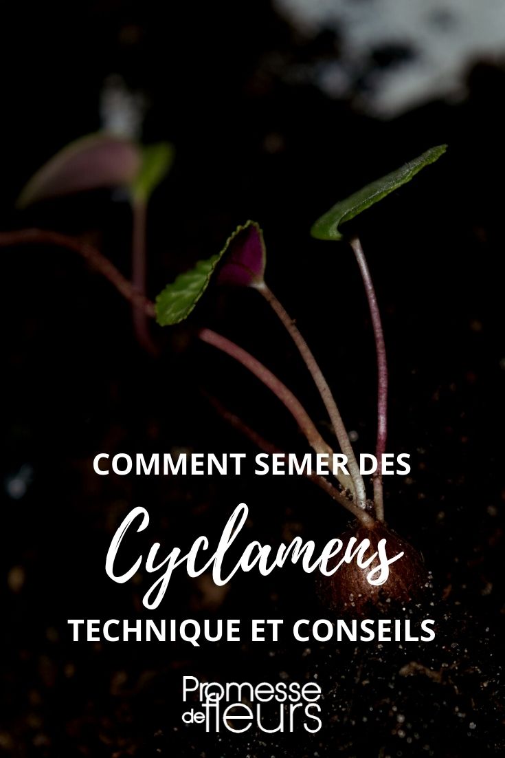 semer des cyclamen