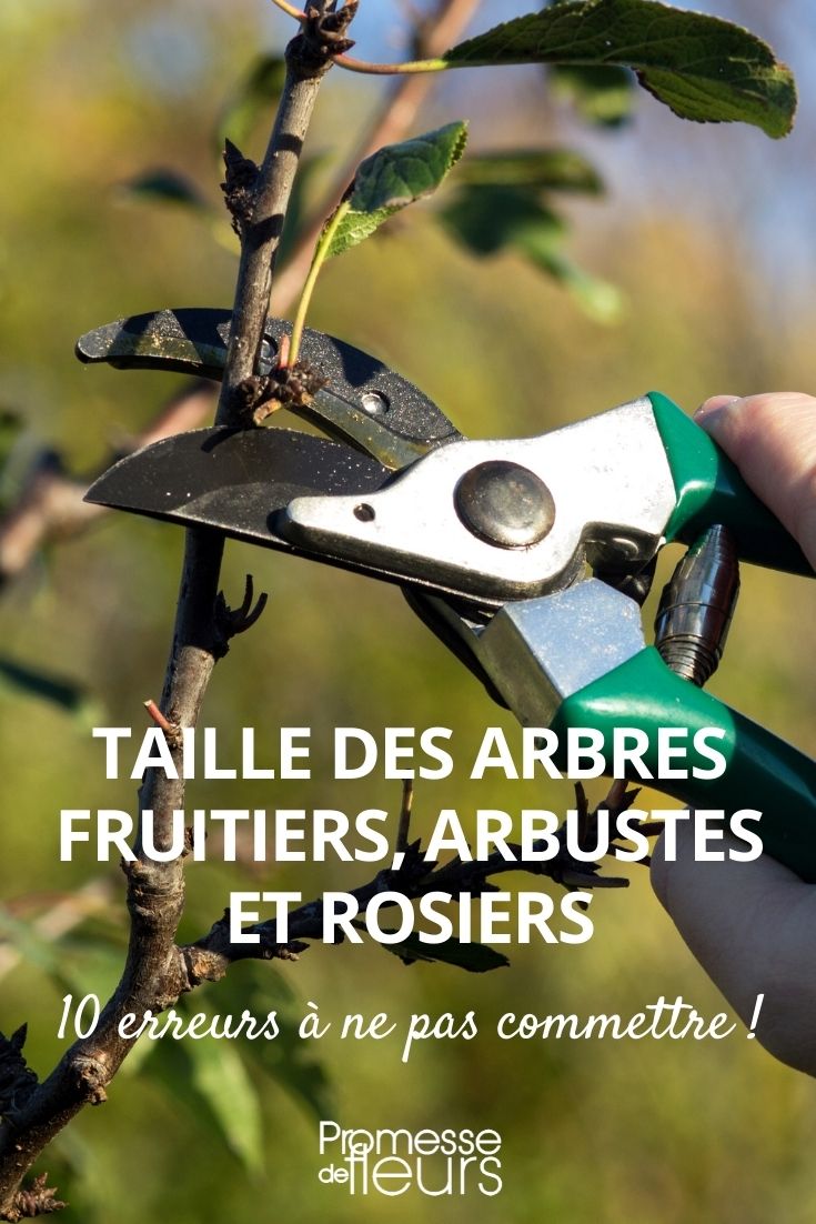 Faut-il protéger les plaies de taille des arbres et arbustes? - Le