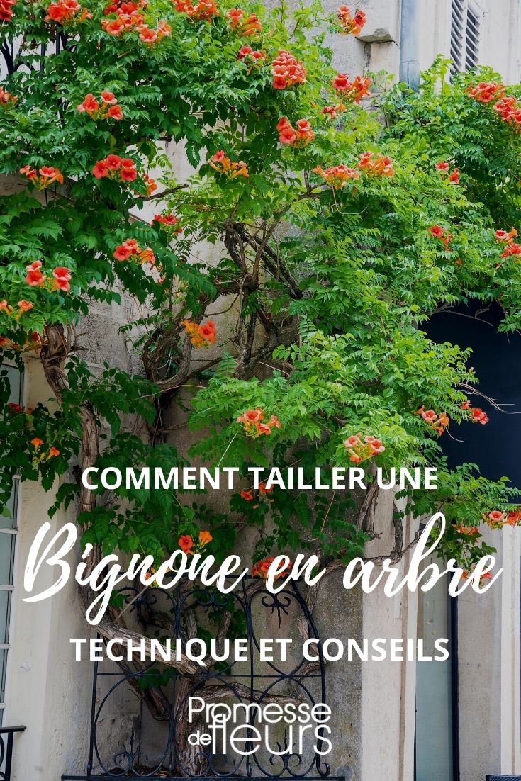 tailler une bignone en arbre