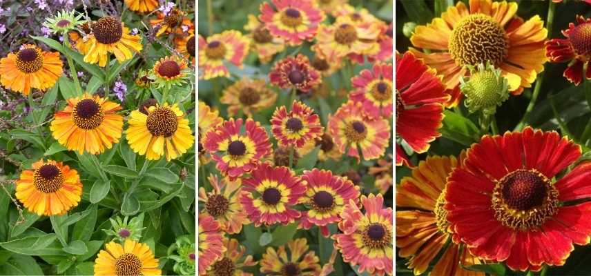 Helenium en pot