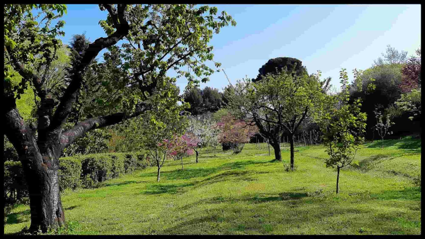 Les arbres fruitiers sensibles au gel