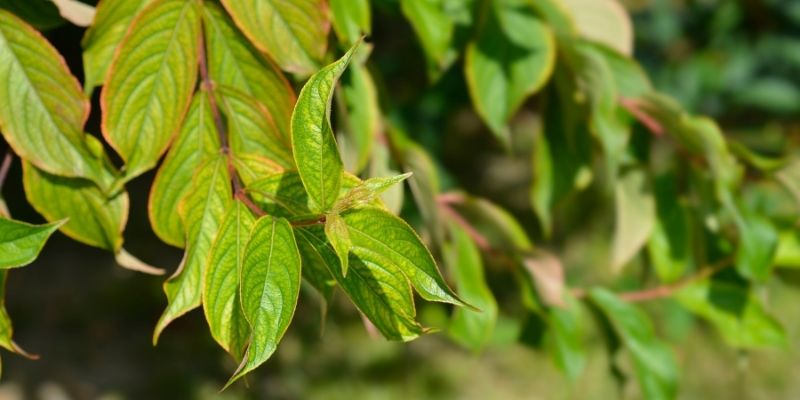 bouturer le weigélia, bouturage du weigela