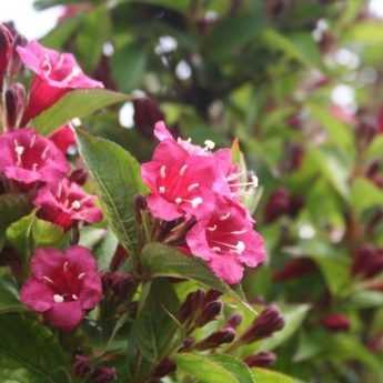 Bouturer un weigelia