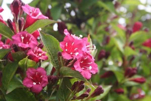 Bouturer un weigelia