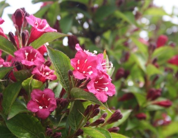 Bouturer un weigelia