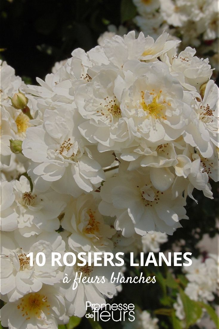 10 rosiers lianes fleurs blanches