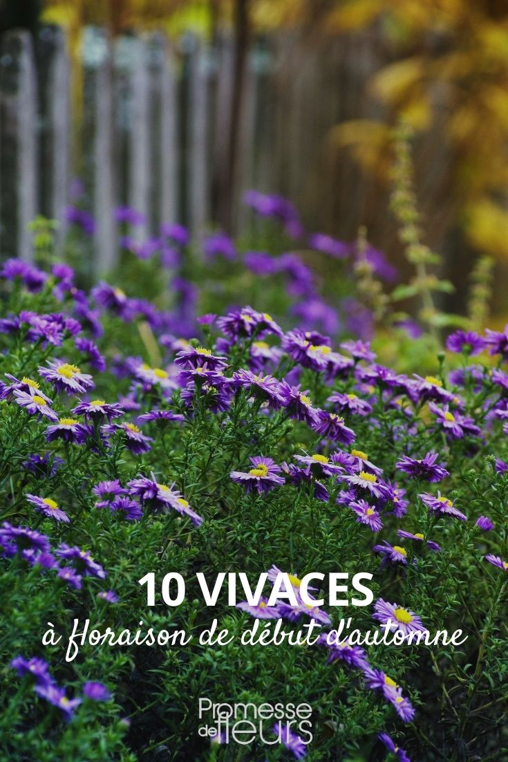 10 vivaces floraison debut automne