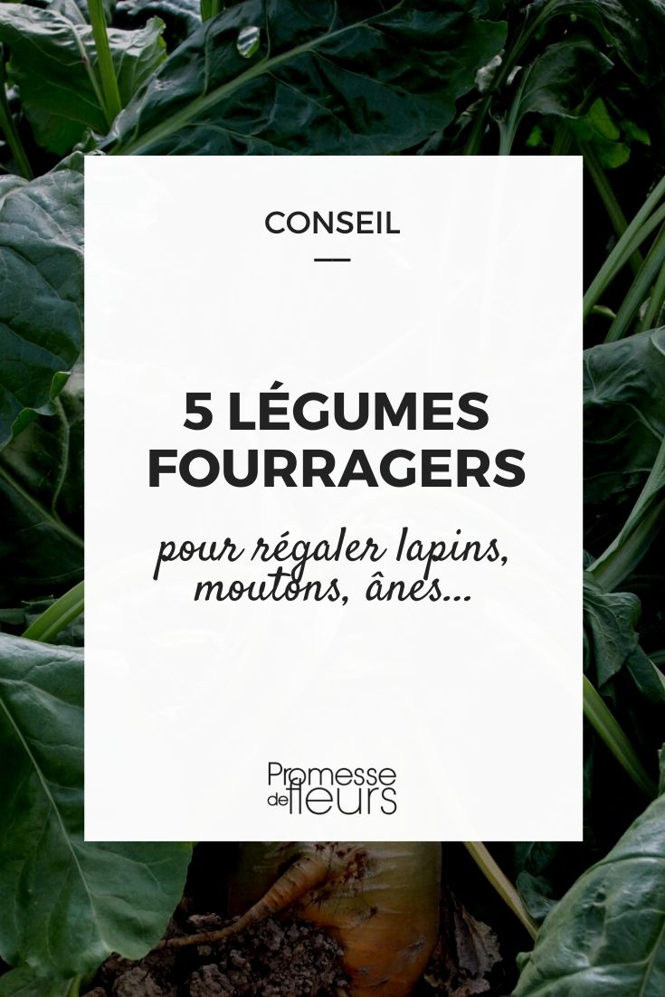 5 légumes fourragers