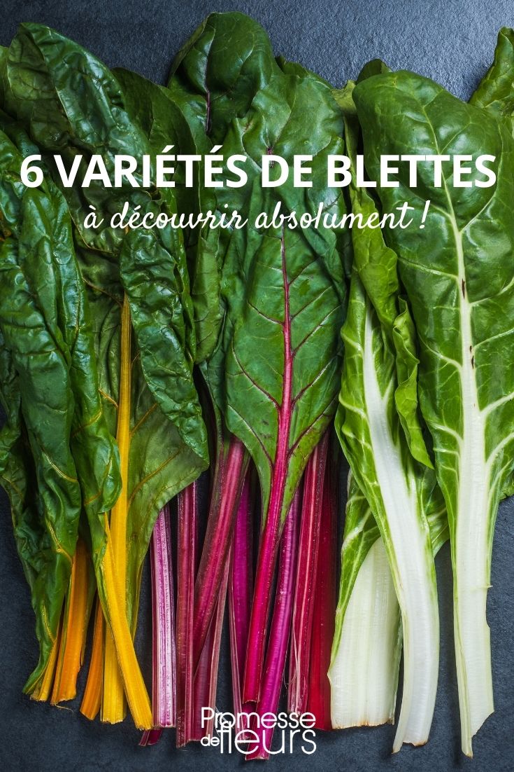 6 blette poirée