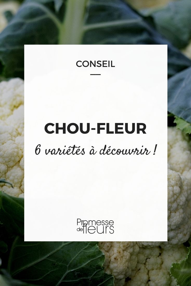 6 chou fleur decouvrir