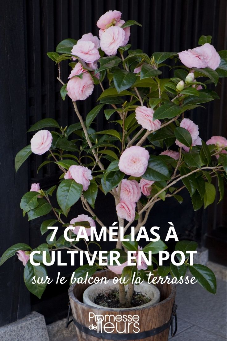 7 camélias à cultiver en pot - Promesse de Fleurs