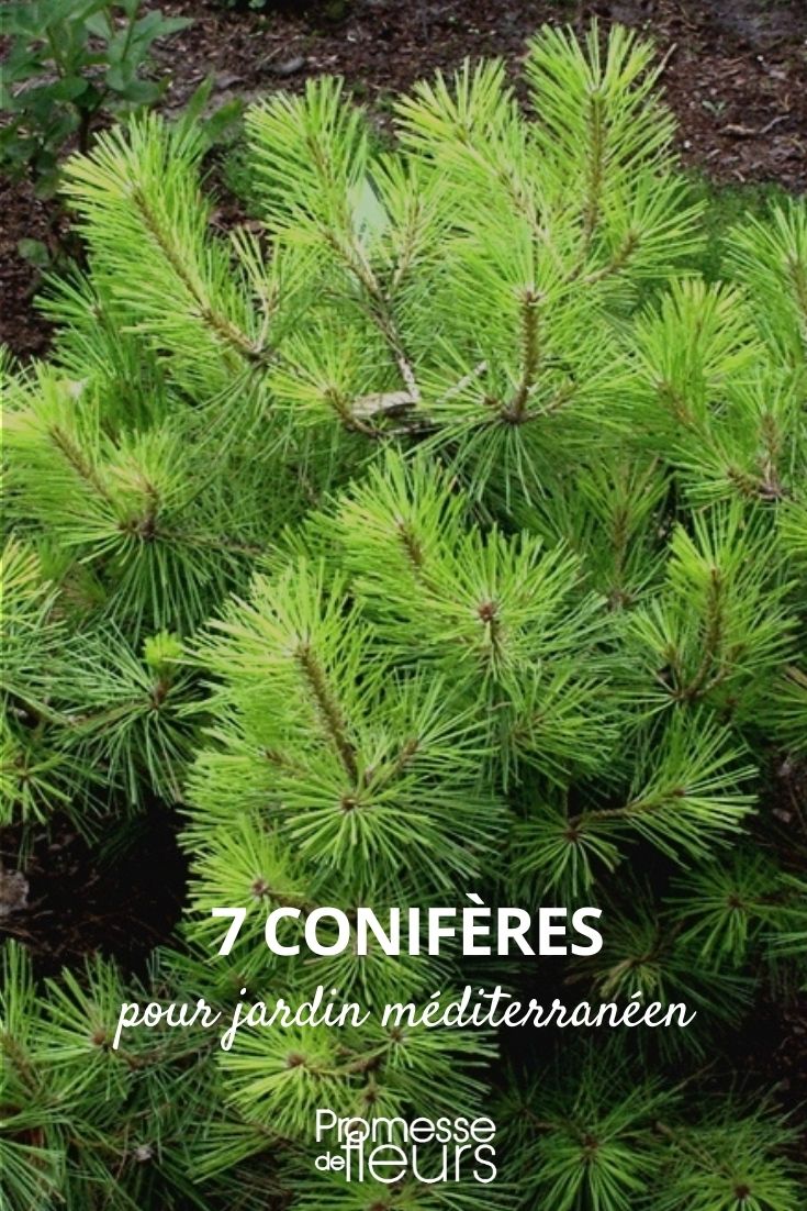 7 conifères pour jardin méditerranéen