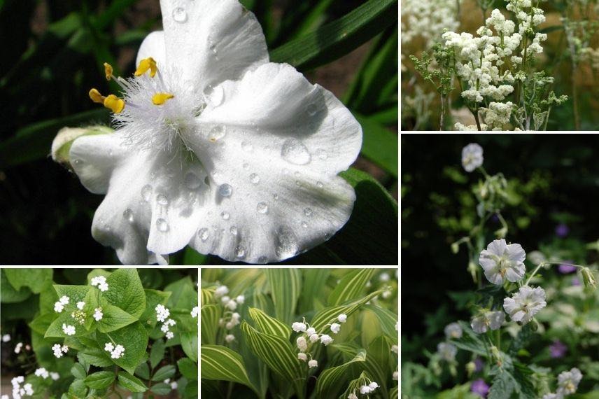 Ephémère de Virginie et plantes à fleurs blanches