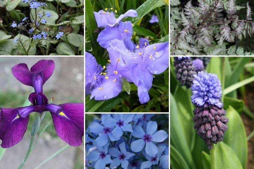 Tradescantia association plantes à fleurs bleues