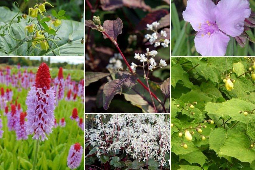 Ephémère de Virginie avec des plantes originales