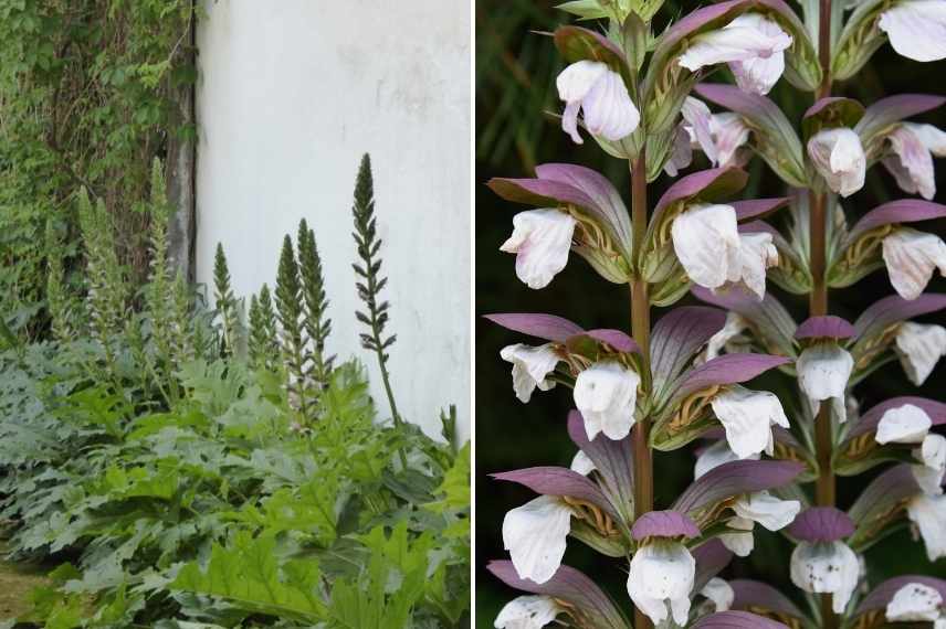 plantes n'aiment pas être deplacées, plantes à ne pas déplacer, plantes système racinaire délicat, plantes transplantation