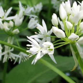 L'ail commun fumé, rose, blanc - Tout sur l'ail commun (Allium sativum)