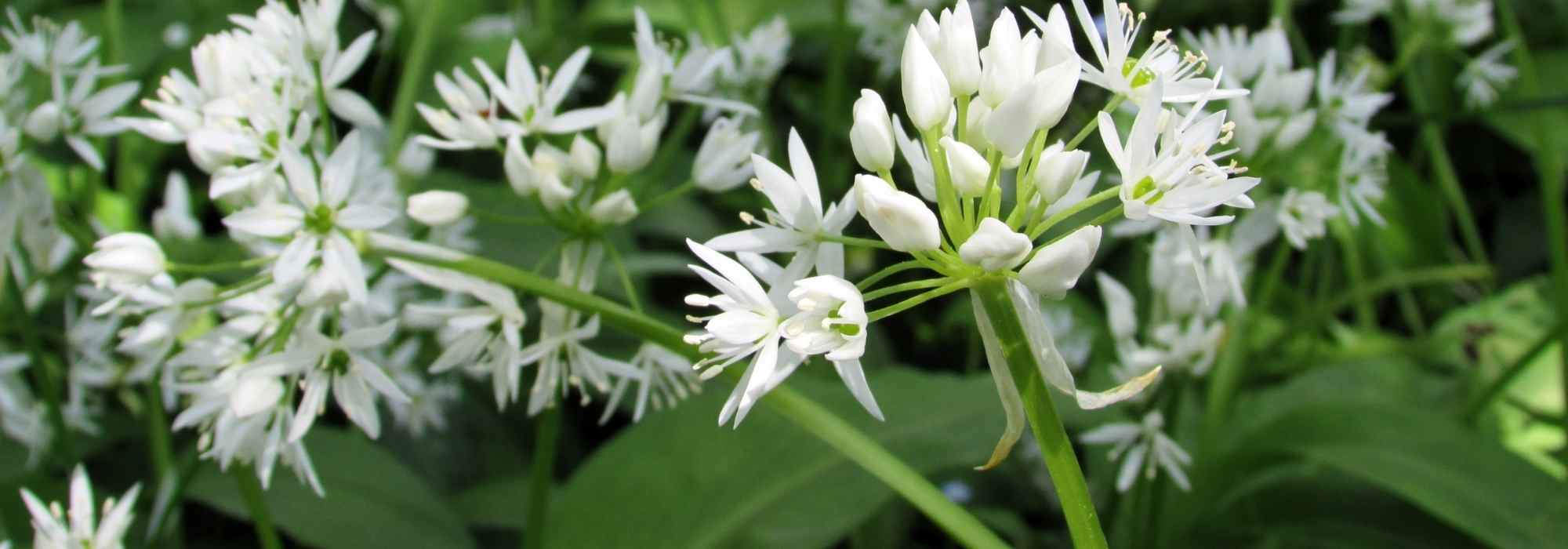 Cultiver l'ail des ours en pot - Promesse de Fleurs