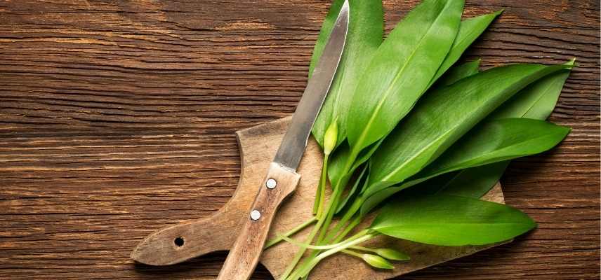 cultiver l ail des ours en pot, allium ursinum en pot culture