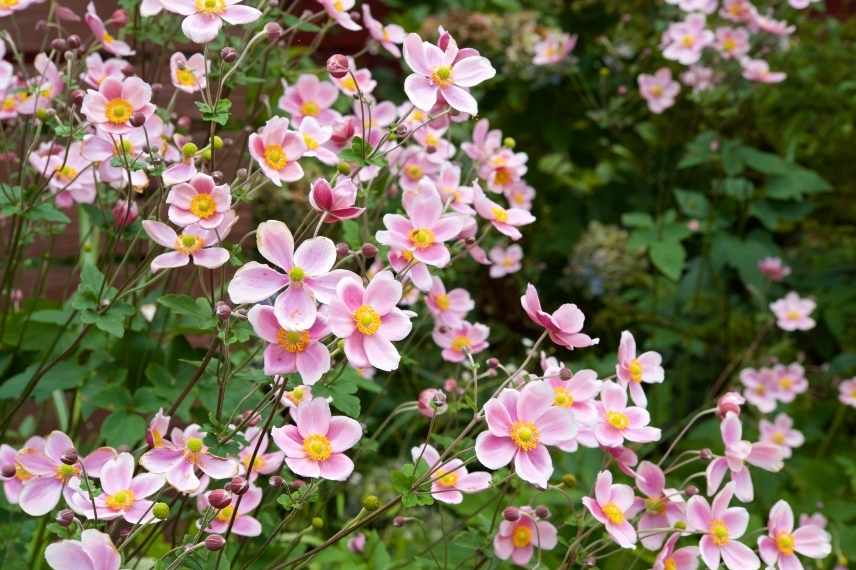 Plantes longues a s installer, plantes lentes développement